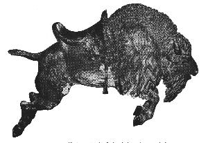 Buffalo