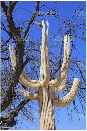 Saguaro Skeleton